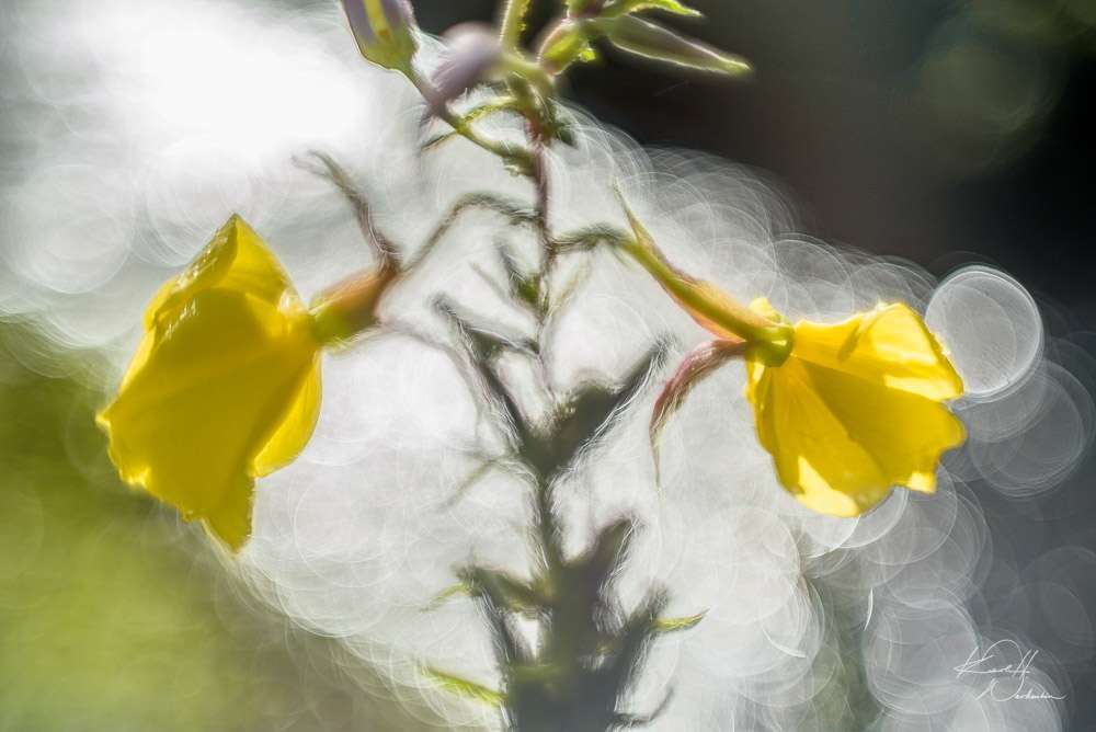 Oft ist das Bokeh eines „Altglas“-Objektives sehr malerisch