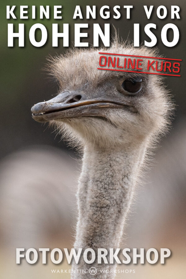 Keine Angst vor hohem ISO - ONLINE